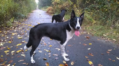 Das hier ist meine Border Collie Hündin